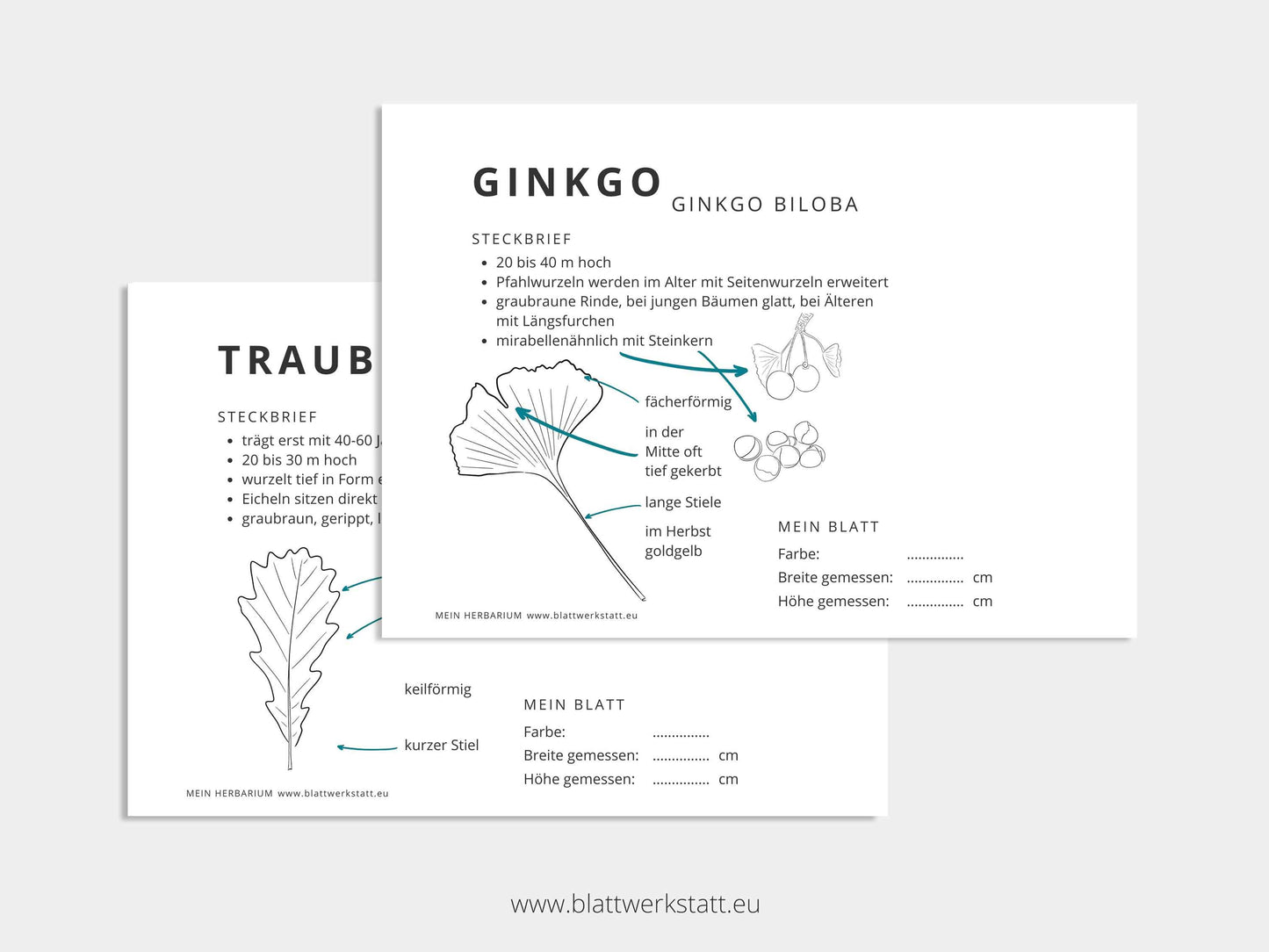 Herbarium "Laubbäume" - Ergänzungs-Set (pdf zum Aussdrucken)