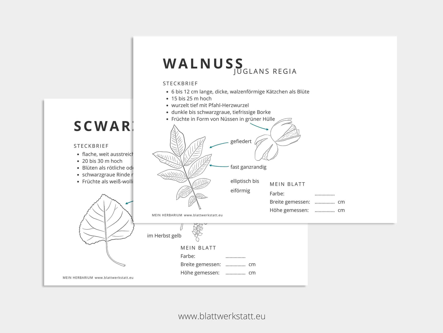 Herbarium "Laubbäume" - Ergänzungs-Set (pdf zum Aussdrucken)