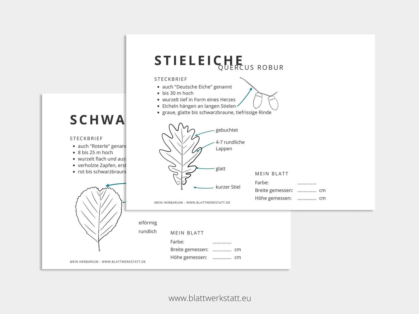 Herbarium "Laubbäume"