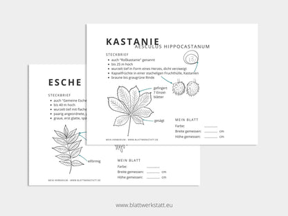 Herbarium "Laubbäume"